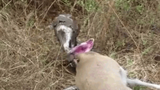 Video: Bị sừng linh dương đâm thủng họng, trăn đá vật vã trong đau đớn