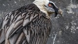 Những loài chim kỳ dị và nguy hiểm nhất thế giới