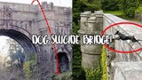 Giải mã cây cầu bí ẩn khiến cho loài chó cứ đi qua là muốn tự tử