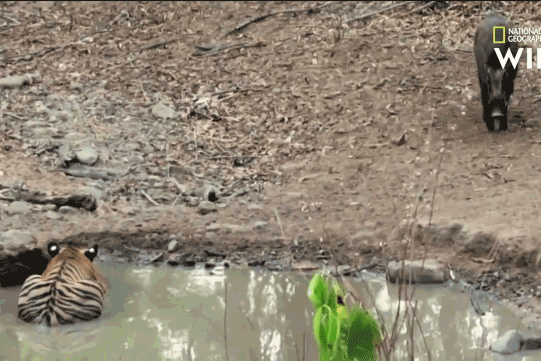 Video: Hổ mới trưởng thành chật vật hạ sát lợn rừng "khủng"