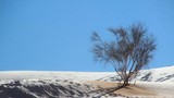 Cảnh tượng cực hiếm: Băng tuyết bất thường phủ trắng sa mạc Sahara