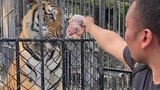 Lãnh hậu quả vì đột nhập sở thú để cho “hổ bị bỏ đói" ăn