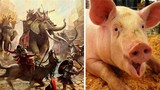 Giải mã vũ khí siêu lạ của quân La Mã cổ đại: "Lợn diệt voi"