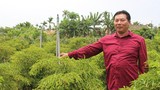 Thành đại gia của làng nhờ trồng hàng vạn cây đinh lăng