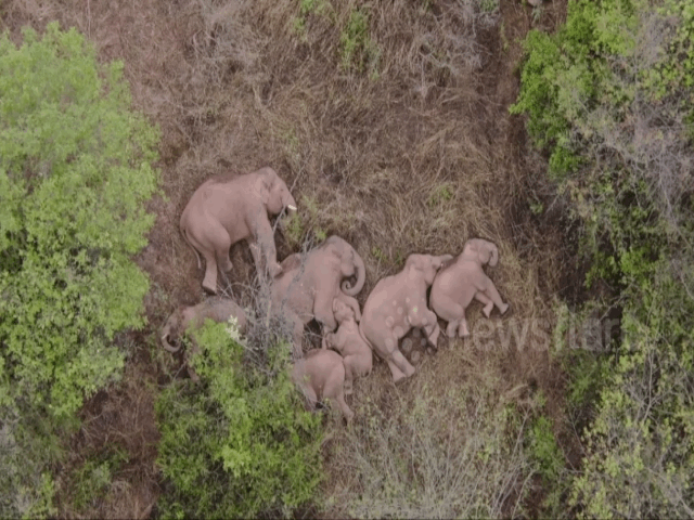 Video: Đàn voi ngủ như chết sau khi đi bộ 500km