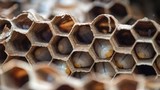 Ong sát thủ "chỉ điểm" giúp tiêu diệt 1.500 ấu trùng non