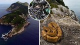 Kinh dị hòn đảo đáng sợ, nơi hàng ngàn rắn độc xâm chiếm 