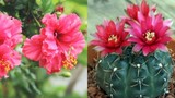 Tết Nhâm Dần 2022: 5 loại hoa phá tài tán lộc, chớ dại rước về 