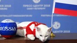 Trung Quốc 'dậy sóng' vì mèo siêu đắt của Nga bị cấm