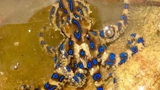Loài bạch tuộc có vẻ ngoài bắt mắt nhưng cực độc