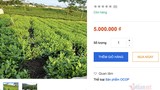 Năm triệu đồng/kg chè Thái Nguyên, hàng hiếm trên sàn online