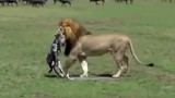 Video: Mới chào đời, ngựa vằn đã bị sư tử ăn thịt 