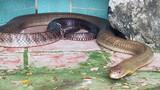 Lạnh người vào nơi nuôi nhiều rắn hổ mang chúa khổng lồ 