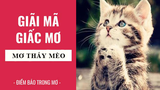 Nằm ngủ mơ thấy mèo là điềm báo lành hay dữ?