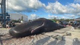 Cá nhà táng khổng lồ trôi dạt bãi biển, phát hiện điều kinh hãi 
