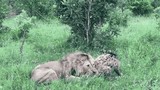 Linh cẩu giành sự sống với sư tử và cái kết đầy bất ngờ