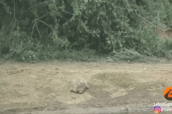 Con rùa được mẹ tự nhiên "độ", sống sót sau khi lạc giữa đàn voi