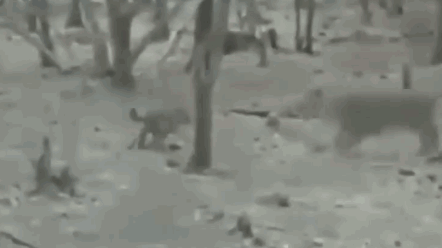 Video: Chó nhà lao vào cắn nhau với sư tử và cái kết không ngờ