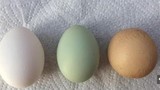 Quả trứng gà tròn trịa như quả bóng, 1 tỷ quả có 1