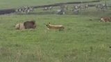 Video: Chó nhà to gan "đánh nhau" với sư tử và cái kết bất ngờ