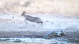 Linh dương Antilope thoát chết trước hàm cá sấu