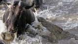 Video: Mải uống nước, linh dương đầu bò chết thảm 