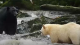 Video: Gấu hỗn chiến giành cá hồi
