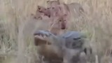 Video: Màn giao chiến ác liệt giữa cá sấu với đàn sư tử 