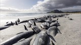 Ảnh gần 500 con cá voi chết la liệt trên bãi biển New Zealand