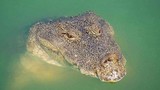 Cá sấu ăn chay 75 tuổi qua đời