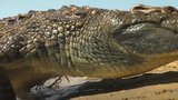 Video: Cách cá sấu sông Nile bảo vệ con