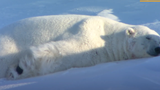 Video: Gấu Bắc Cực cứu chiếc camera giấu kín bị lật