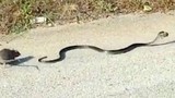 Video: Chuột mẹ liều mình tấn công rắn độc để cứu con