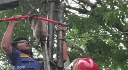 Video: Giải cứu con khỉ bị dây cáp viễn thông trên cao quấn cổ