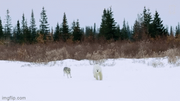 Video: Kịch tính sói truy sát gấu Bắc Cực và diễn biến nghẹt thở