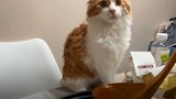 Video: Chú mèo nhăn mặt, bỏ đi khi nếm món súp của chủ nhân