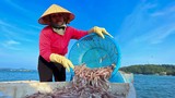 Mùa cá cơm trên đảo Thanh Lân, mỗi ngày thu hàng chục triệu đồng