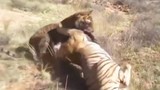 Cuộc chiến sinh tử giữa 2 con hổ 