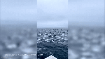 Video: Cá heo xuất hiện dày đặc, nhảy múa ngoài khơi xa
