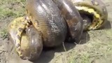 Video: Những pha giao chiến ác liệt giữa cá sấu với trăn 