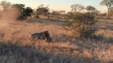 Video: Sư tử đại chiến linh cẩu, cái kết đau đớn cho kẻ bại trận