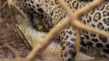 Báo đốm đoạt mạng cá sấu trong chớp mắt