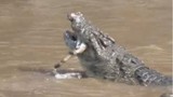 Video: Đàn cá sấu xé xác ngựa vằn non 