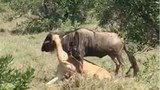 Linh dương đầu bò nỗ lực giành sự sống trước hàm sư tử 
