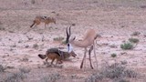Chó rừng hạ sát linh dương Impala