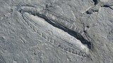 Phát hiện “bữa ăn lâu đời nhất” thế giới trong hóa thạch