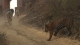 Hổ dữ ngang nhiên bắt trộm bò trước mặt nhiều người