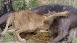 Video: Tham ăn, vua sư tử kẹt cả đầu trong bụng trâu rừng