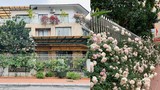 Mẹ đảm Hà Nội trồng 20 cây hoa hồng cổ quanh biệt thự 