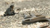 Video: Bị hàng chục rắn độc truy sát, cự đà vẫn thoát chết